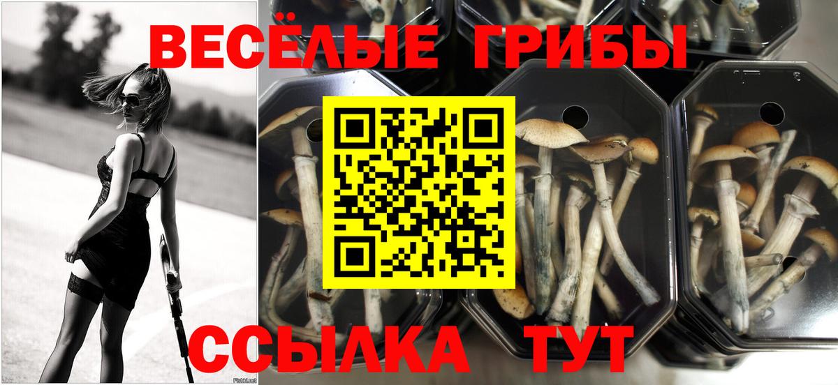как найти   Псилоцибиновые грибы Psilocybe  Вход с VPN  Красноуфимск 